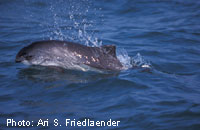 Harbour Porpoise