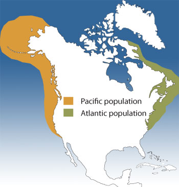 Distribution of the Harbour Porpoise
