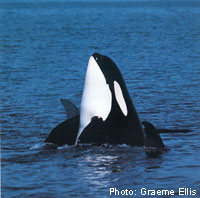 Killer Whale