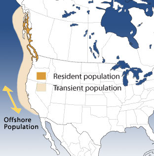 Distribution of the Killer Whale