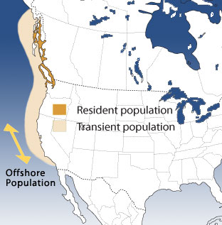 Where do orcas live?