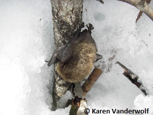 Little brown bat with White nose syndrome