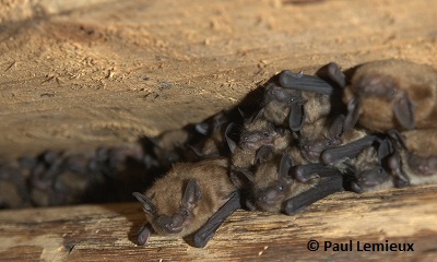Little brown bats huddled together