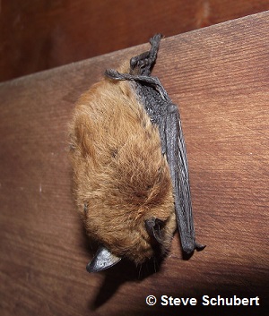 Little brown bat