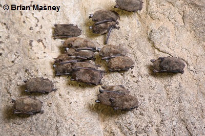 Little brown bats in a hibernaculum