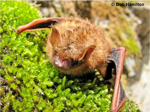 La petite chauve-souris brune