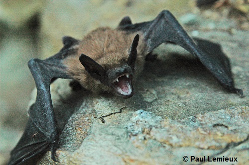 Little brown bat on a rock