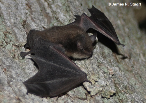 Little brown bat on a tree trunk