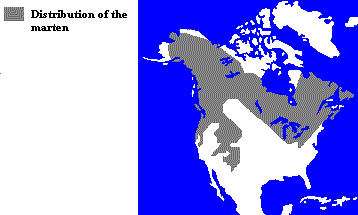 Distribution of the Marten