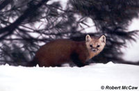 Marten