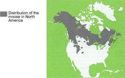 Distribution of the Moose