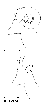 Male, Ewe and Yearling Mountain Sheep Horns