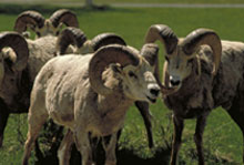 Mountain Sheep