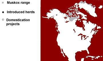 Distribution of the Muskox