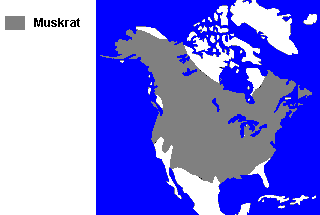 Distribution of the Muskrat