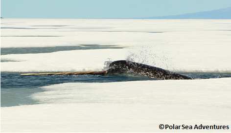 Narwhal in ice covered waters