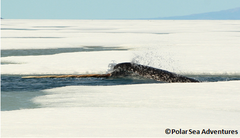 Narval dans des eaux couvertes de glaces