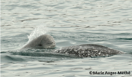 Narwhal calf