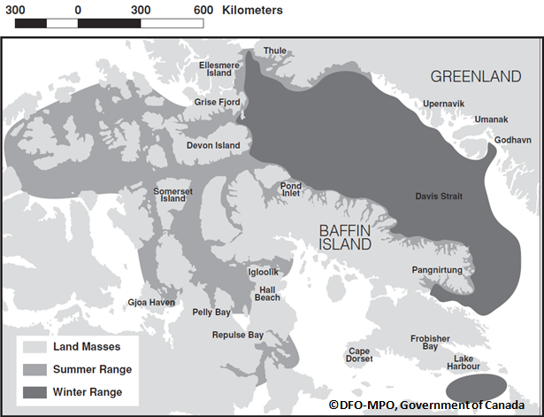 Distribution of Narwhal