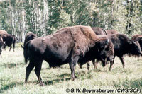 North American Bison