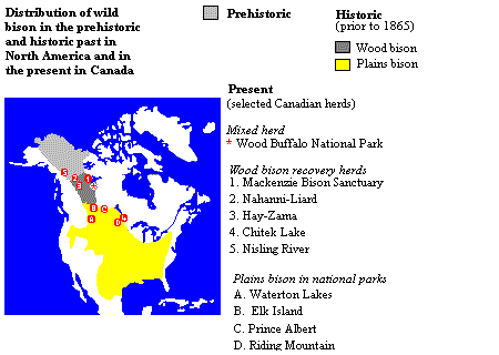 Distribution of the North American Bison