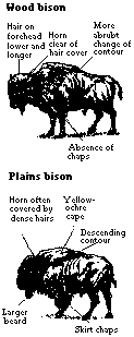 Wood and Plain Bison Comparison