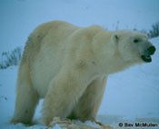 Polar Bear