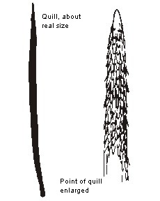 Porcupine quill characteristics