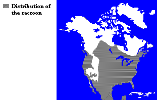 Distribution of the Raccoon