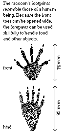 Racoon Footprints