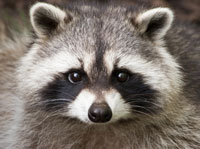 Racoon