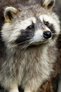 Racoon