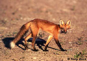 Red Fox