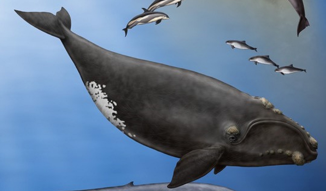 Illustration of North Atlantic Right Whale