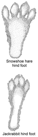 Snowshoe Hare and Jackrabbit hind food comparison