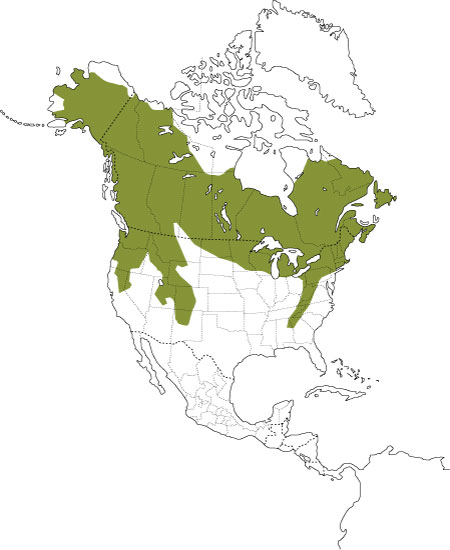 Distribution of the Snowshoe Hare