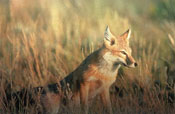 Le renard véloce