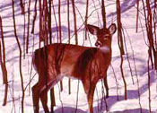 White-Tailed Deer