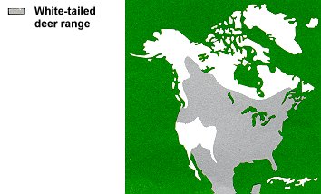 Distribution of the White-tailed Deer