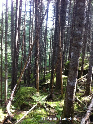 The boreal forest, one of the habitats used by the Wolverine