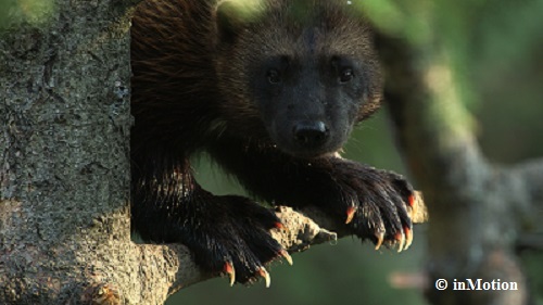 The Wolverine is a good climber due to its claws