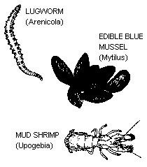 Lugworm, Edible Blue Mussel, and Mud Shrimp