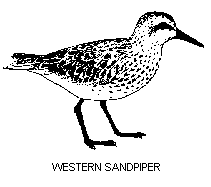 Western Sandpiper