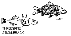 Carp and Threespine Stickleback Fish