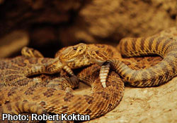 Prairie rattlesnake