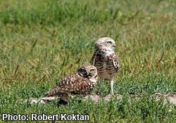 Burrowing owl