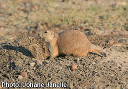 Black-tailed prairie dog