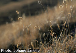 Blue grama grass