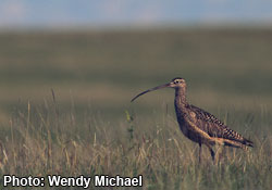 Long-billed curlew