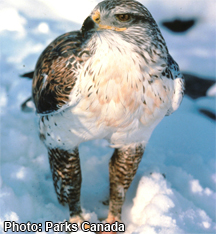 Ferruginous hawk